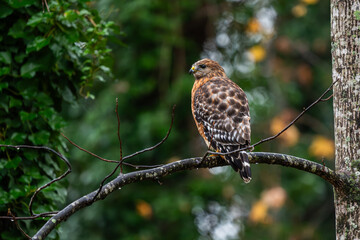 A red-shouldered hawk perched in a tree