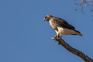 A red-tailed hawk perched on the top of a dead tree branch