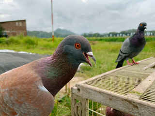 Closeup of a domestic pigeon with open beak, appearing to call, another pigeon in background of rural field under cloudy sky