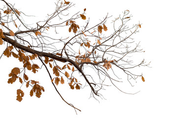  Natural oak branch on white background