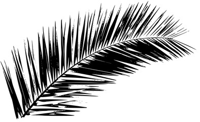 Obraz premium coconut tree Leaves vactor