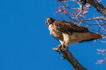 A red-tailed hawk perched on the top of a dead tree branch