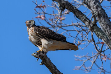 A red-tailed hawk perched on the top of a dead tree branch