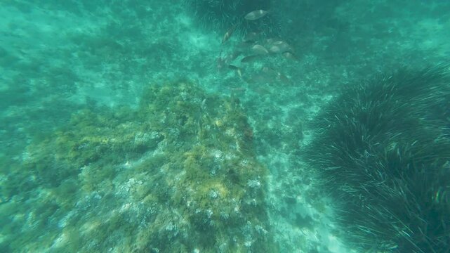 School of fish swimming over seabed with posidonia