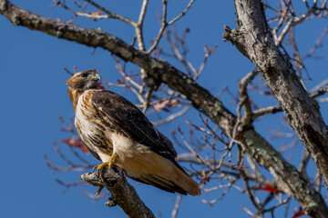 A red-tailed hawk perched on the top of a dead tree branch