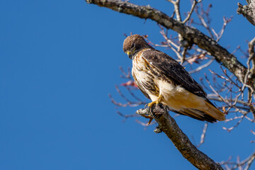 A red-tailed hawk perched on the top of a dead tree branch