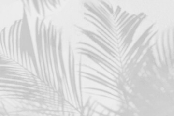 Grey shadow of natural palm leaf and tree abstract background falling on white wall texture for background and wallpaper. Tropical palm leaves foliage shadow overlay effect, foliage mockup and design