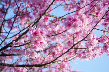 Obraz premium Pink cherry blossom