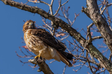 A red-tailed hawk perched on the top of a dead tree branch