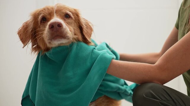 The wet dog gazes gently upward as hands dry it with a towel.
