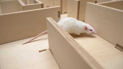 A white laboratory mouse explores a complex wooden maze. This represents scientific research, intelligence testing, and behavioral study. Ideal for science and education projects. - Powered by Adobe