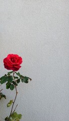 red rose on a wooden background