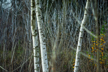 Three thin white birches among autumn vegetation.
