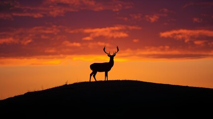 Naklejka premium silhouette of a deer