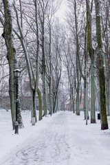 Snow-covered park alley with tall bare trees and tire tracks on the road during snowfall.