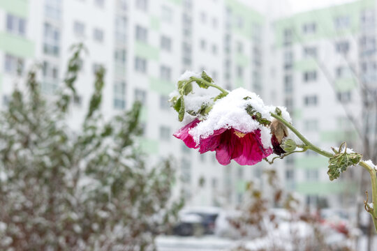 Withered mallow flower covered with snow against blurred residential building. Seasonal contrast of autumn bloom and winter weather.