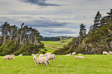 New Zealand landscape, sheep grazing on the green meadows