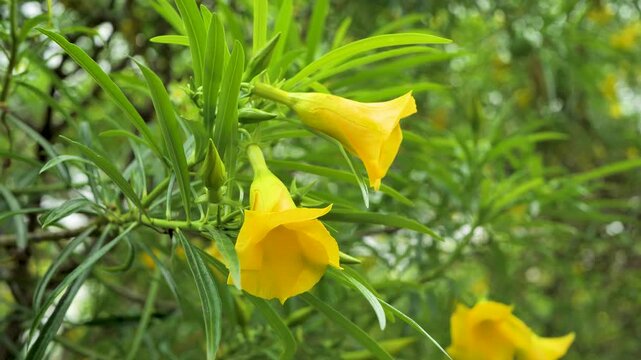 Close-up view of vibrant yellow Thevetia peruviana flowers in full bloom. Ideal for botanical, nature, garden, lifestyle and floral design projects