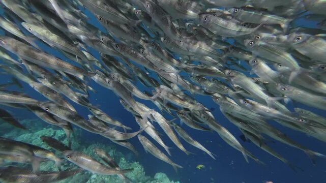 Underwater view of shoal of sardine fish swimming in sea, 4k