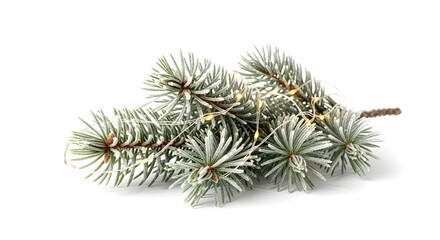 christmas tree branch isolated on white background