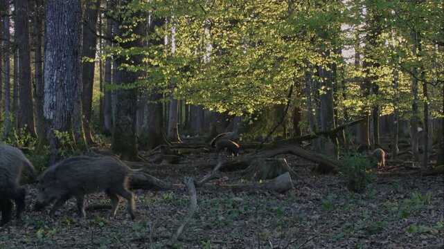 wild boar sounder walking through woodland