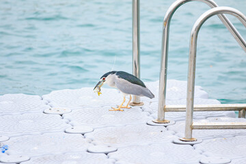 Black-crowned Night Heron with Fresh Catch on Dock