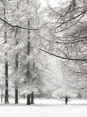 it is snowing heavily in the park, large flakes of snow are slowly falling on tree branches, people are walking dogs, elderly people are doing Nordic walking with sticks