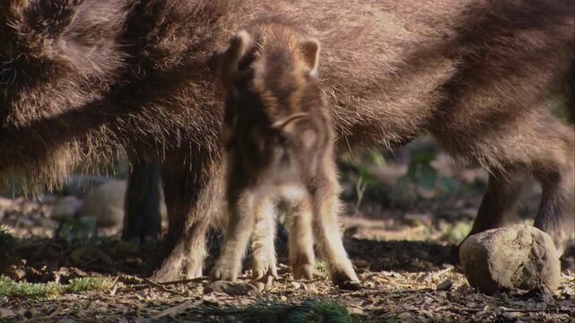 wild boar piglet playfully interacting with adolescent yearling in woodland