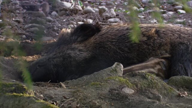 Wild boar sow nursing her piglets in a quiet forest setting