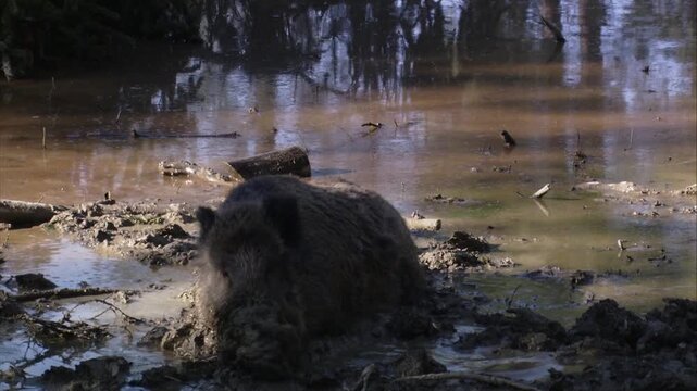 Wild boar digging and wallowing in mud