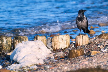 Obraz premium Nebelkrähe bei der Futtersuche an der Ostsee 