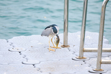 Black-crowned Night Heron with Fresh Catch on Dock