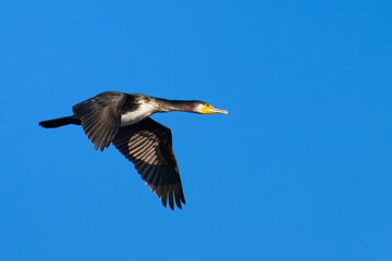 Kormoran im Flug im Herbst an der Ostsee	