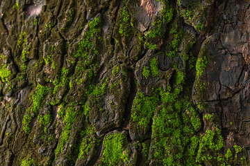 Close-up of moss-covered tree bark texture,Macro bark texture with green moss,nature background