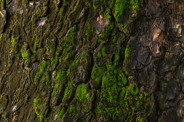 Close-up of moss-covered tree bark texture,Macro bark texture with green moss,nature background