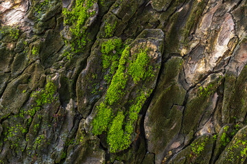 Close-up of moss-covered tree bark texture,Macro bark texture with green moss,nature background