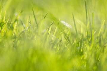 nature background,Soft focus green grass nature background,Lush green grass blades in close up macro view, natural soft focus texture background symbolizing freshness, growth, and nature.