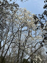 white plum blossom