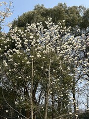white plum blossom with green trees