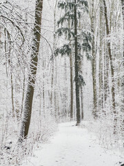 it is snowing heavily in the park, large flakes of snow are slowly falling on tree branches, no people, nobody