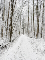 it is snowing heavily in the park, large flakes of snow are slowly falling on tree branches, no people, nobody