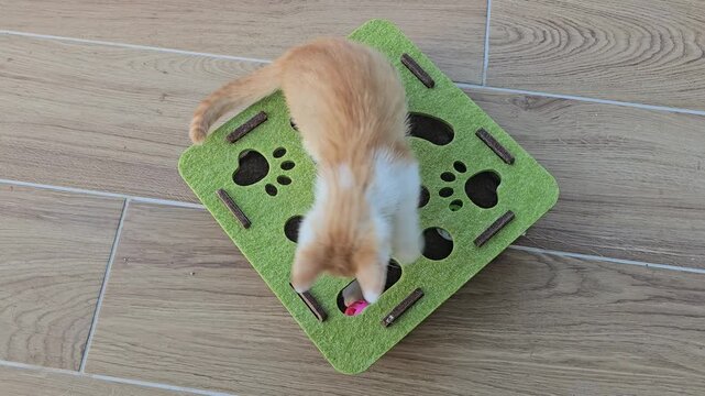 Ginger and white kitten playing on green puzzle toy mat with holes, overhead view on wooden floor