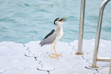 Black-crowned Night Heron Swallowing a Fish on a Floating Dock