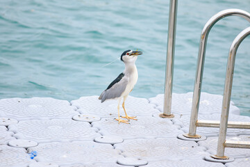 Black-crowned Night Heron Swallowing a Fish on a Floating Dock