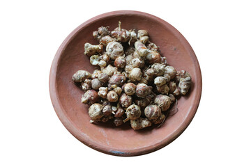 Raw Kencur or Aromatic Sand Ginger Rhizomes in Terracotta Bowl