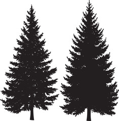 Fototapeta premium Two tall, slender evergreen trees with dense, needle-like foliage against a white background.