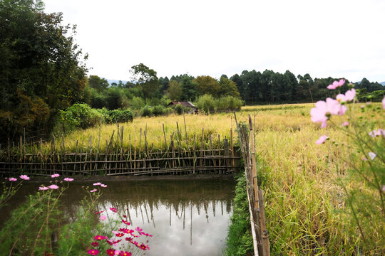 Ziro is a beautiful plateau, one of the oldest towns in Arunachal Pradesh, located at 1500m, known for paddy cultivation and inhabited by the Apatani tribe.