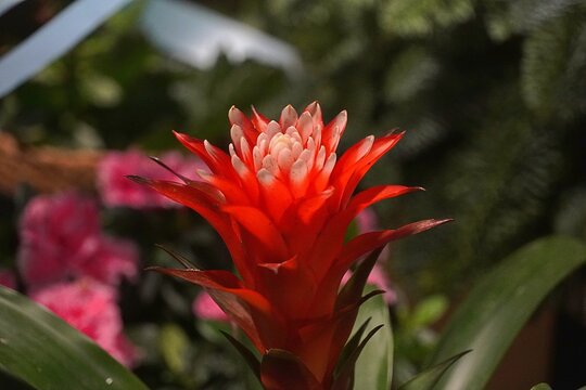 Tufted airplant, or Guzmania Hope, or Bromelia flower