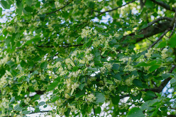 lime blossom tilia flower herbal plant alternative medicine summer