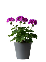A vibrant, blooming geranium (Pelargonium) with purple or fuchsia flowers and green leaves in a gray pot, isolated on a transparent background.
